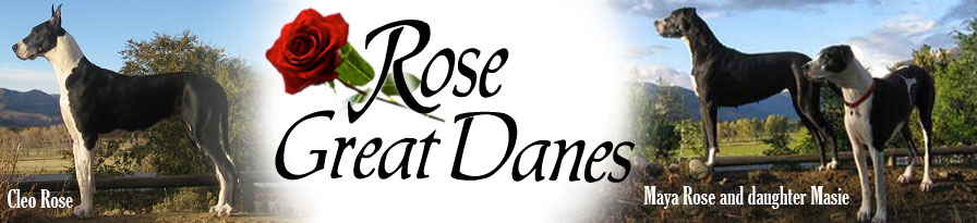 Rose Great Danes Durango, CO