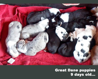 great dane puppies 9 days old