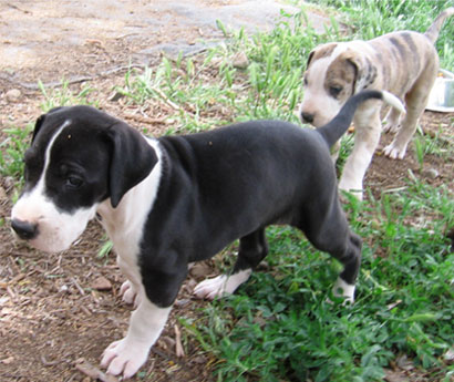 Rose Great Dane Puppies