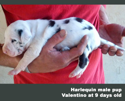 halequin male great dane puppy