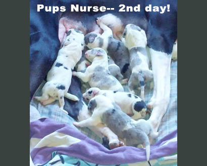 nursing great dane puppies!
