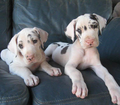 Harlequin female Great Dane puppy with Harlequin male Great Dane puppy