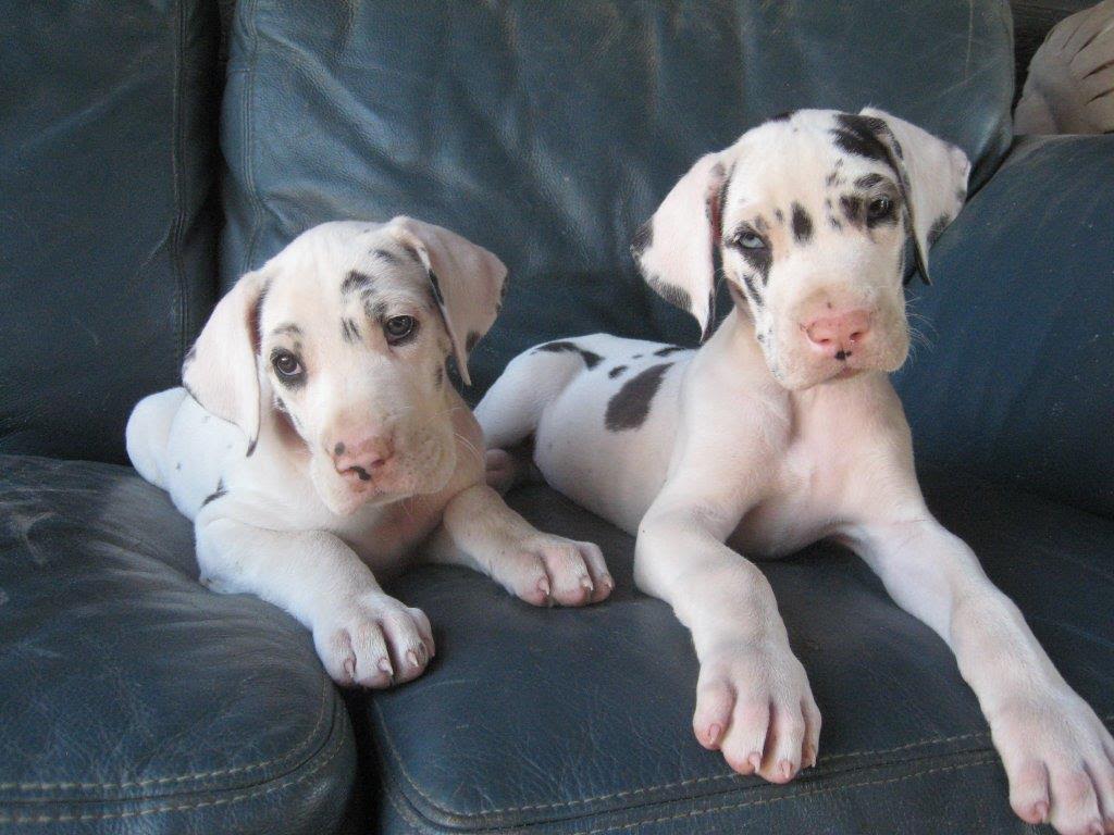 Rose Danes puppies. Harlequin, mantle 