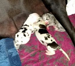 3 great dane pups day 2 mantle and merle great dane puppies