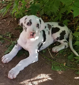 lily harlequin great dane puppy