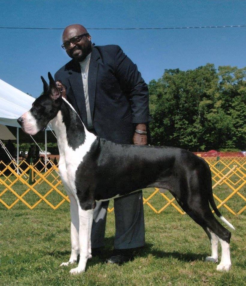 Rocky mantle great dane stud with Mike Chiles
