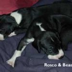 rosco & beau great dane pups