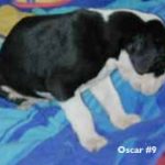 oscar great dane puppy