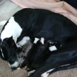 cleo great dane with puppies