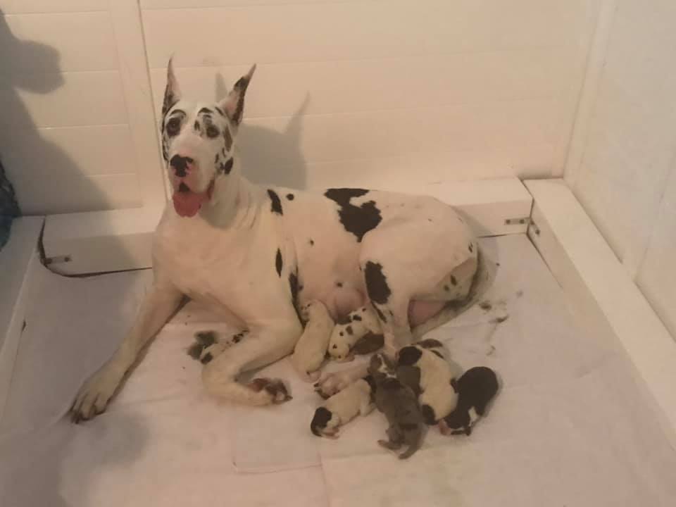 snow white dane with eight dane puppies