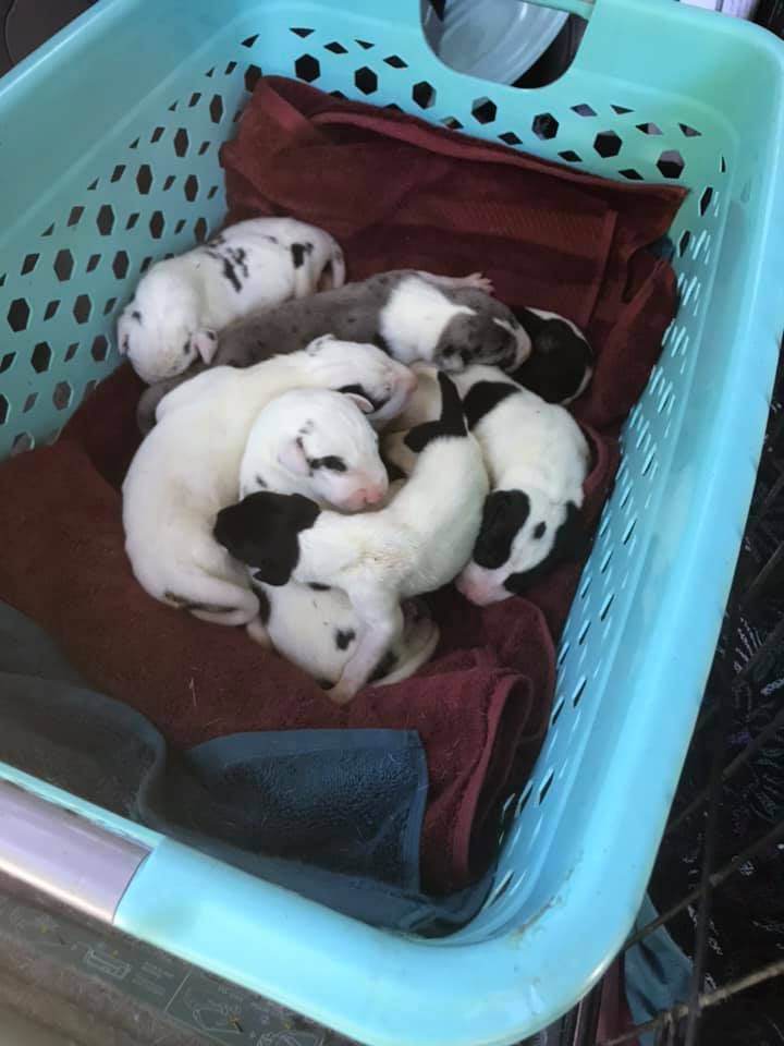 pups in basket