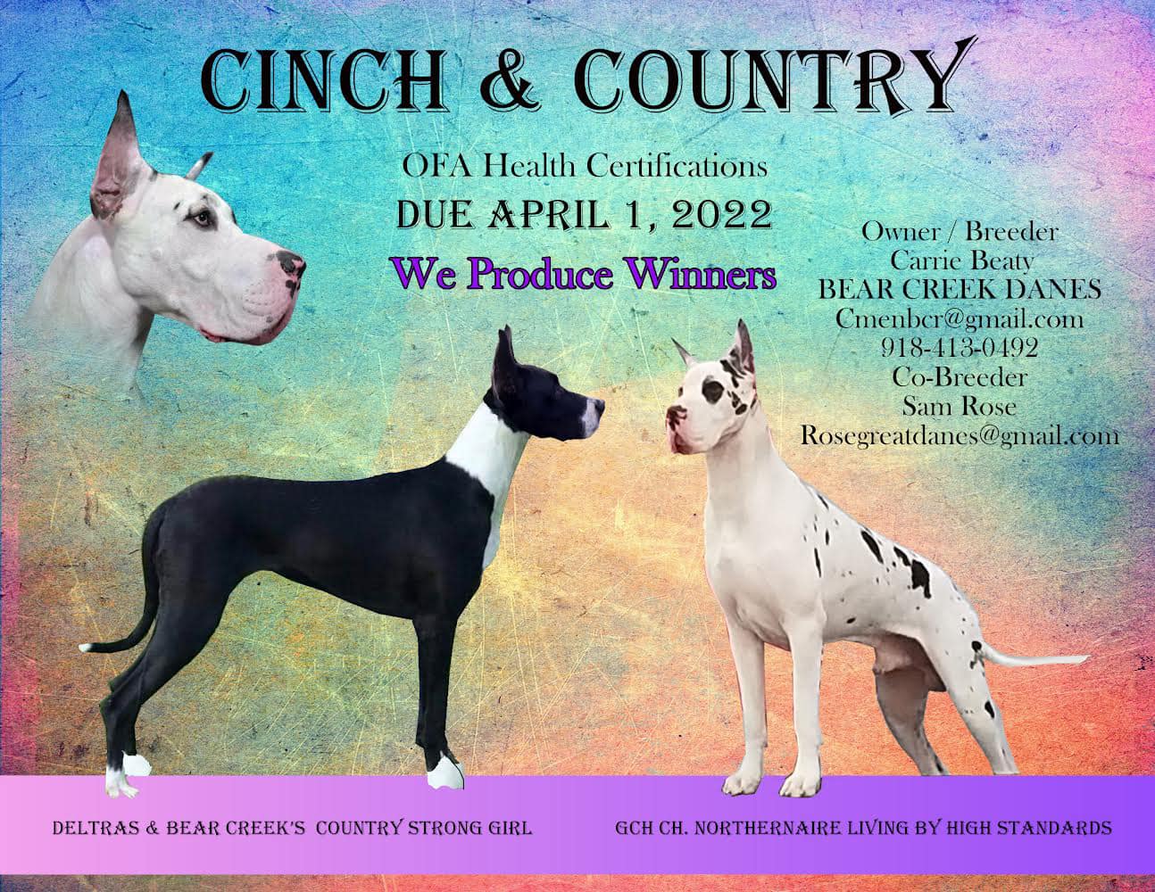 cinch and country colorado great dane litter 2022