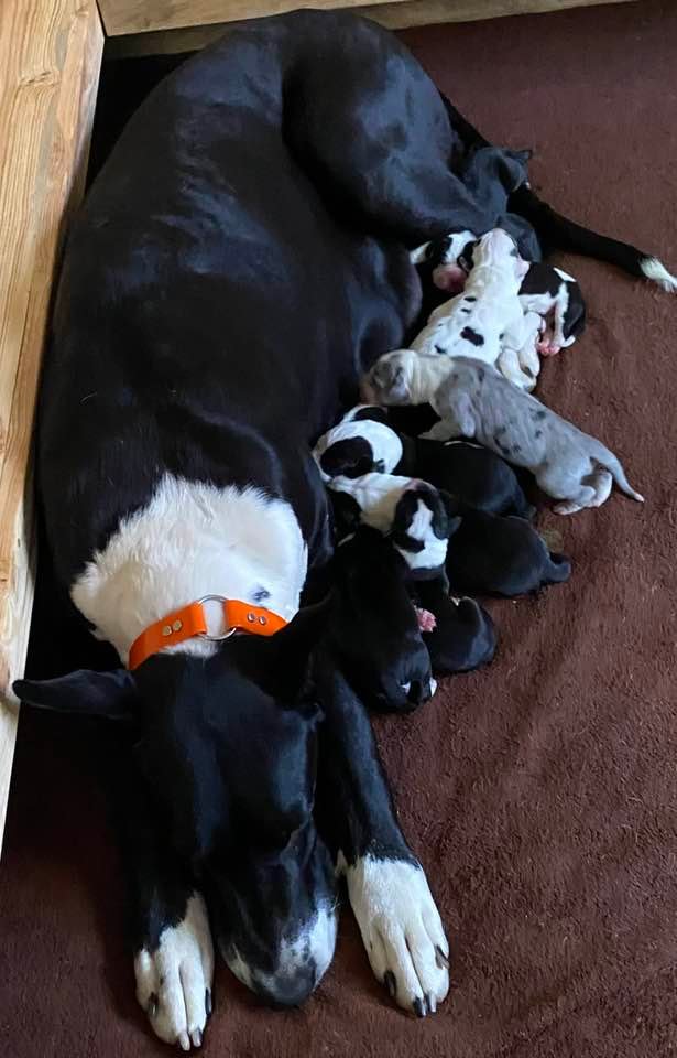 country and great dane puppy litter 2022
