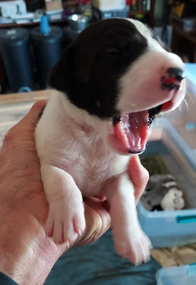 carrie girl pup 7wk full collar yawn