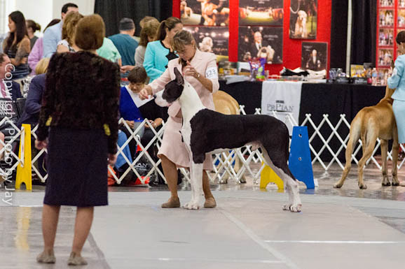 dude stud great dane at the 2015 GDCA National competition