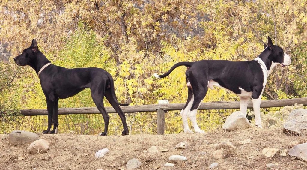 chiva and konan great danes
