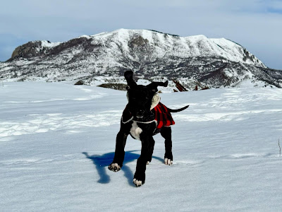 colorado great dane pup dancing in the snow