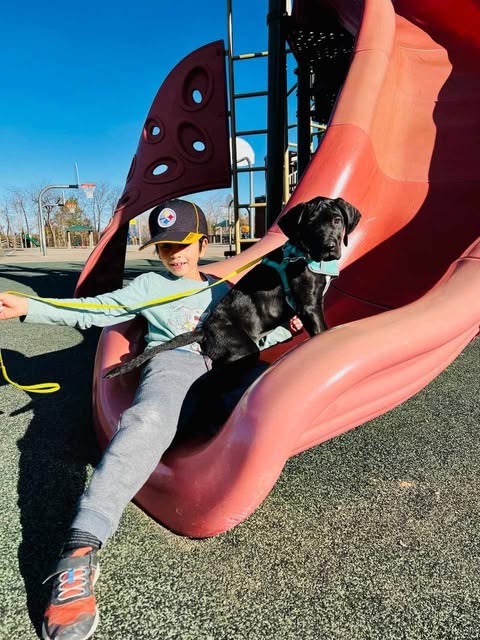 great dane pup on slide