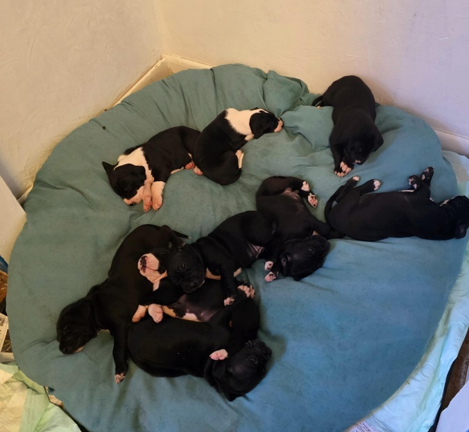 pups at 4 weeks old