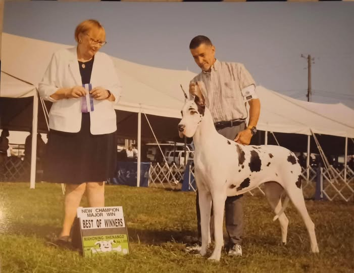 nova great dane champion