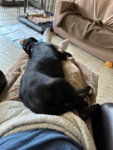 black great dane puppy sleeping
