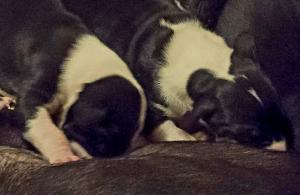 great dane pup litter