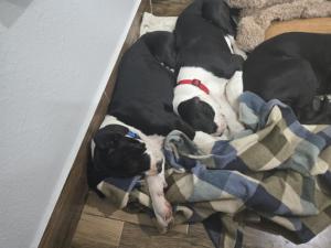 great dane pups sleeping