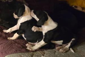 sleeping great dane pups